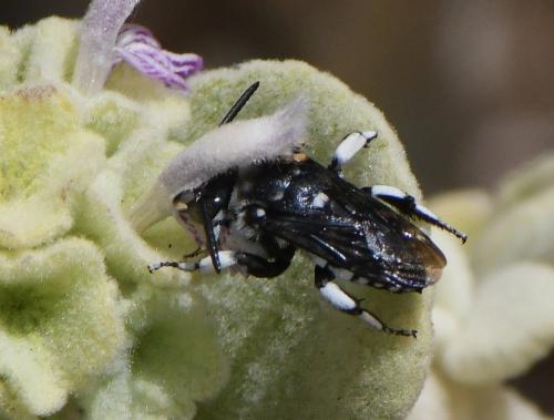 Thyreus ramosus